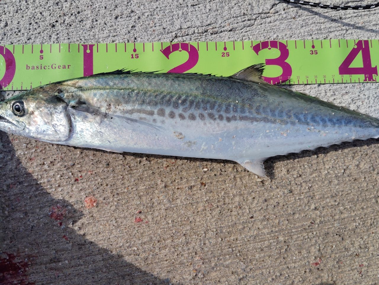 DAIWA 13ジグキャスター MX 106MHの最安値・インプレ・釣果 | 本音の