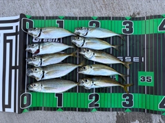 アジの釣果