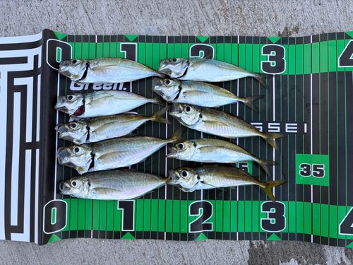 アジの釣果