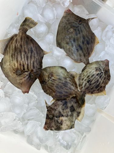 カワハギの釣果