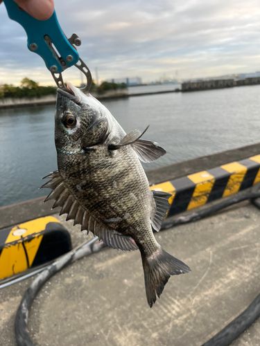チンチンの釣果