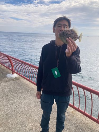 カワハギの釣果