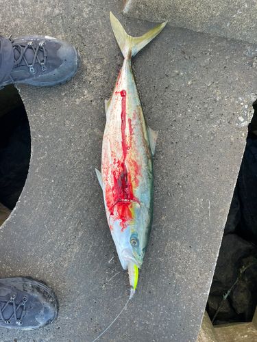 三陸海岸（青森）