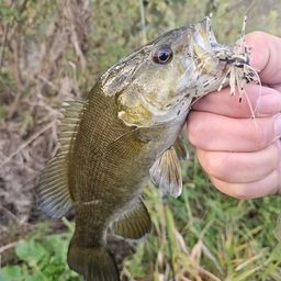 スモールマウスバス