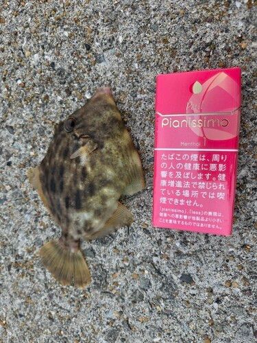 カワハギの釣果