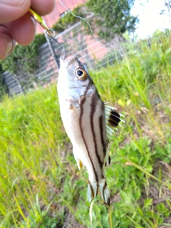コトヒキの釣果
