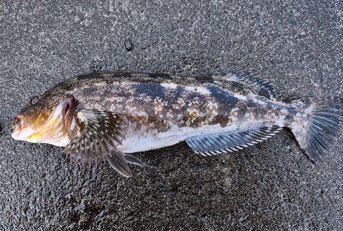 アイナメの釣果