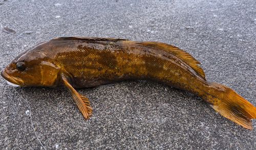 アイナメの釣果