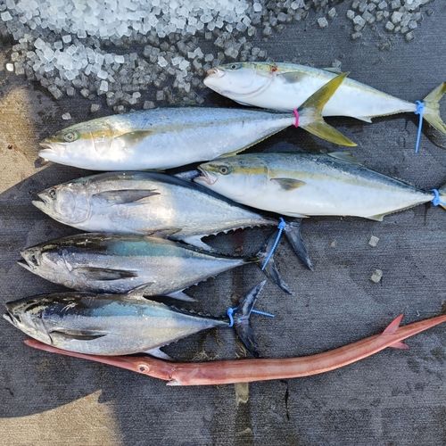 ヒラマサの釣果