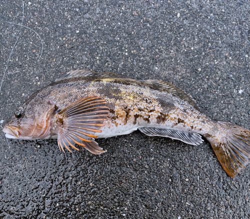 アイナメの釣果