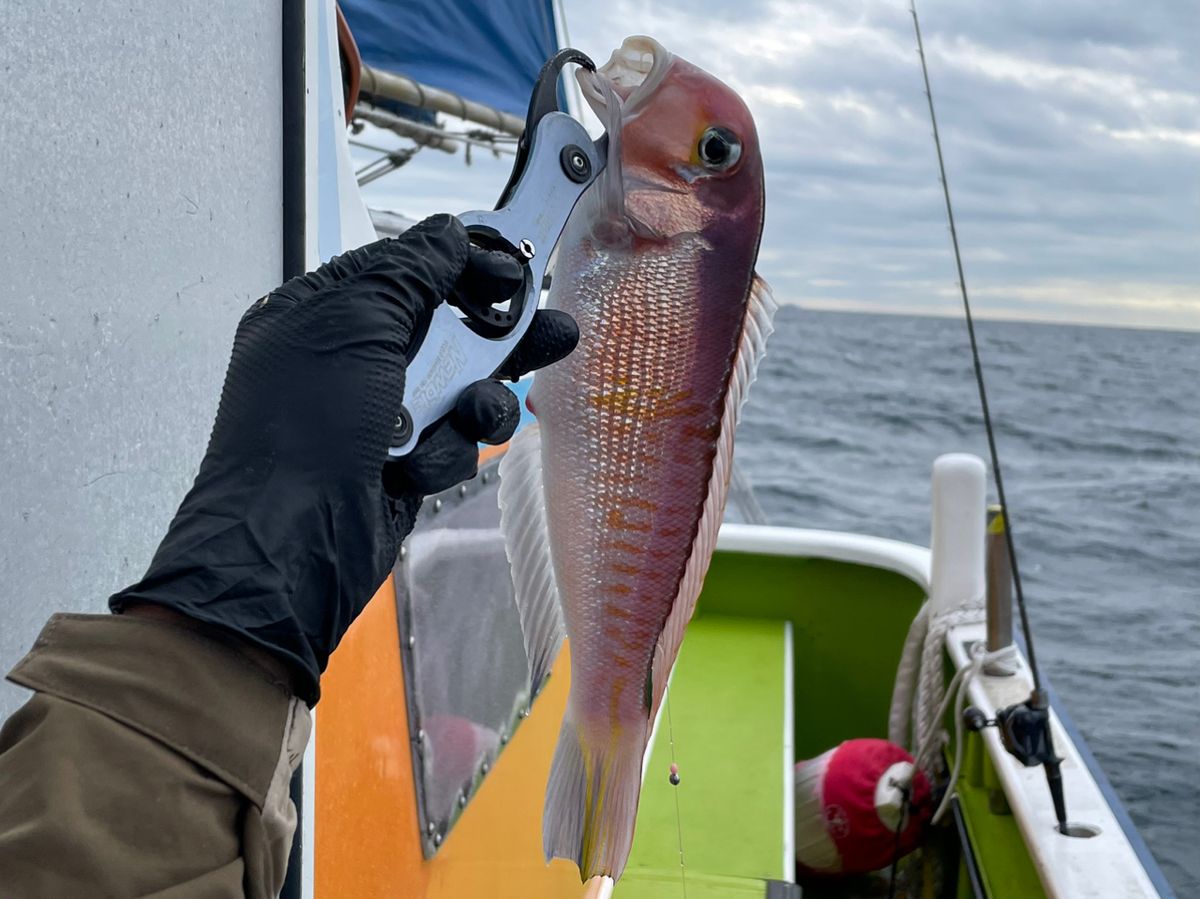 村本海事さんの釣果 2枚目の画像