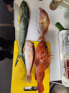 オニカサゴの釣果