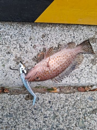 オオモンハタの釣果