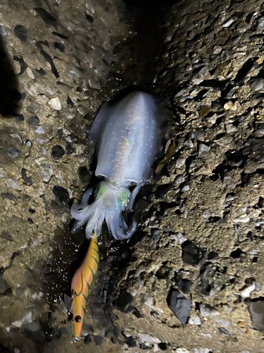 アオリイカの釣果