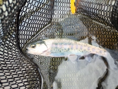 ニジマスの釣果