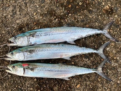 サゴシの釣果