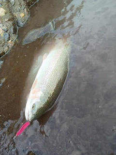 ニジマスの釣果