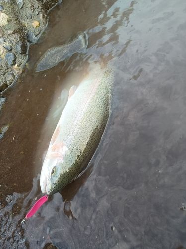 ニジマスの釣果