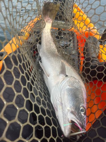 オオニベの釣果