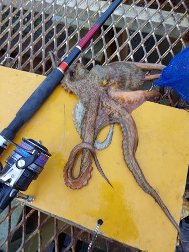 大黒海づり施設