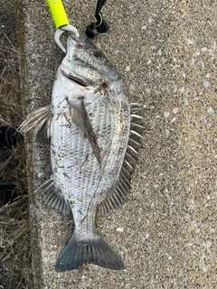 クロダイの釣果