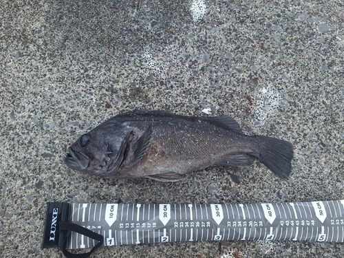 クロソイの釣果