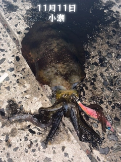 アオリイカの釣果