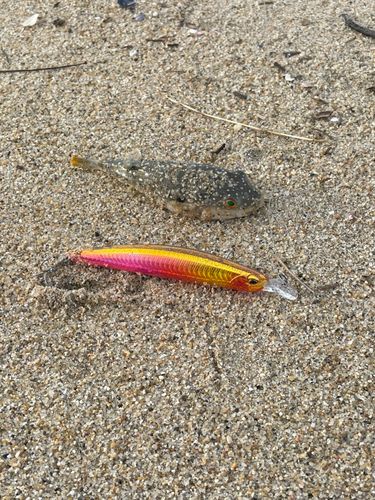 アカメフグの釣果