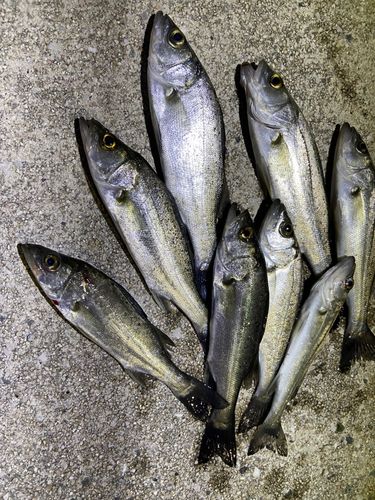 セイゴ（マルスズキ）の釣果