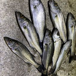 セイゴ（マルスズキ）