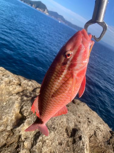 ホウライヒメジの釣果