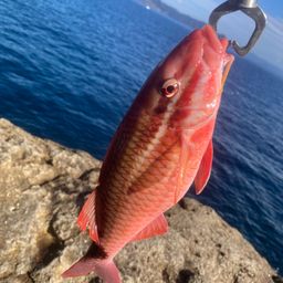 ホウライヒメジ