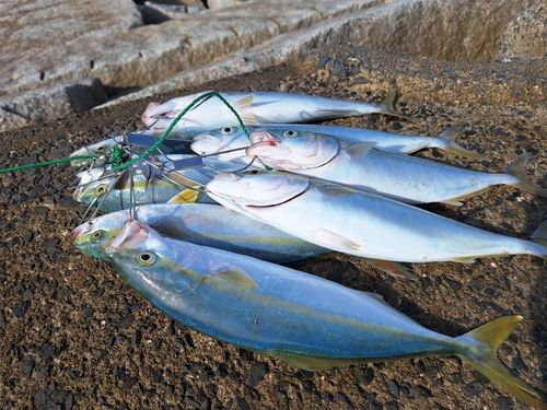 ワカシの釣果