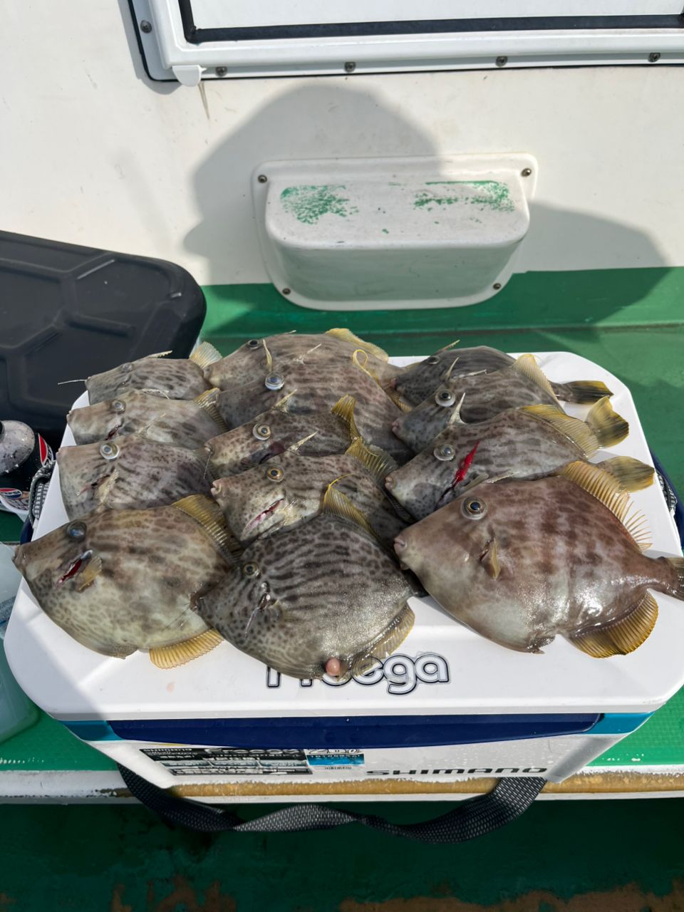 湘南の素人釣師さんの釣果 1枚目の画像