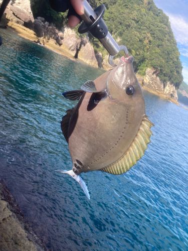 ニザダイの釣果