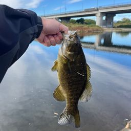 スモールマウスバス