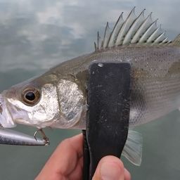 セイゴ（ヒラスズキ）