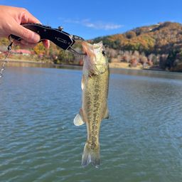 ラージマウスバス