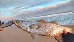 ヒラスズキの釣果