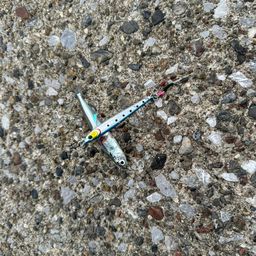 トウゴロウイワシ