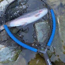 レインボートラウト