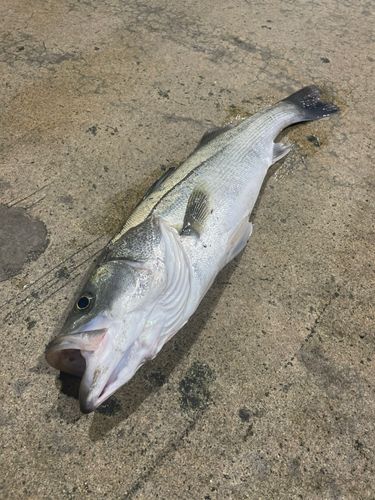 マルスズキの釣果