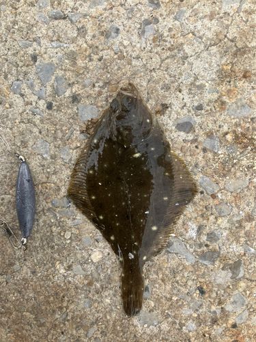 カレイの釣果