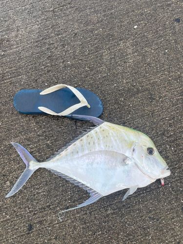 ウマヅラアジの釣果