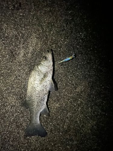 ヒラスズキの釣果