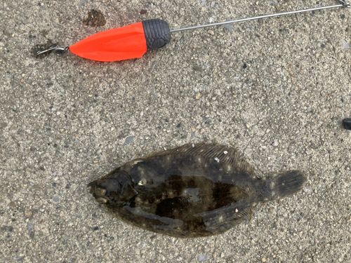 カレイの釣果