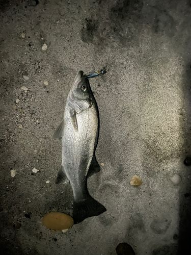 ヒラスズキの釣果