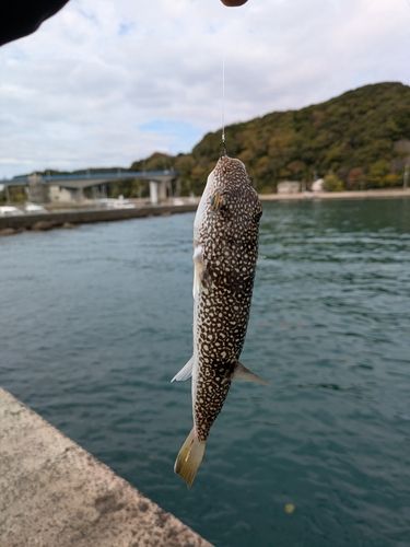 フグの釣果