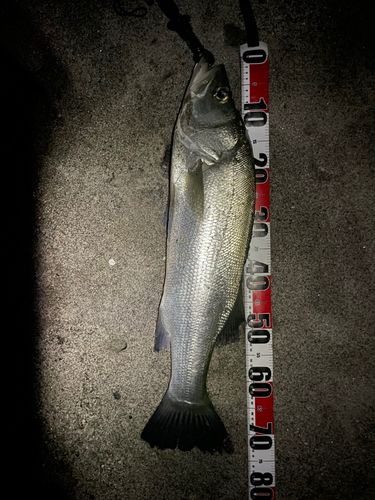 ヒラスズキの釣果