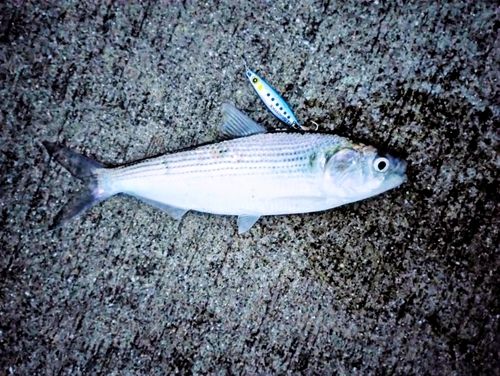 カタボシイワシの釣果